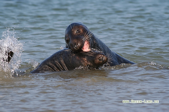 Kegelrobbe - Copyright Stefan Pfützke