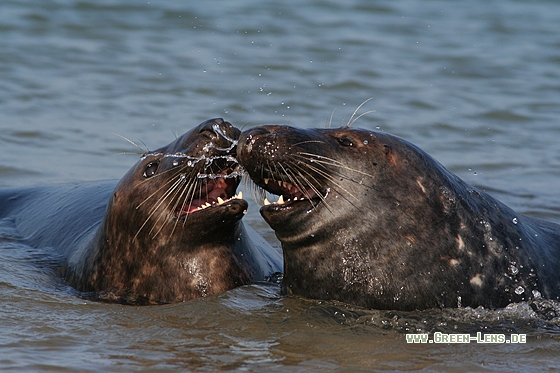 Kegelrobbe - Copyright Stefan Pfützke