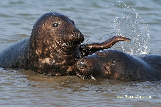 Kegelrobbe - Copyright Stefan Pfützke