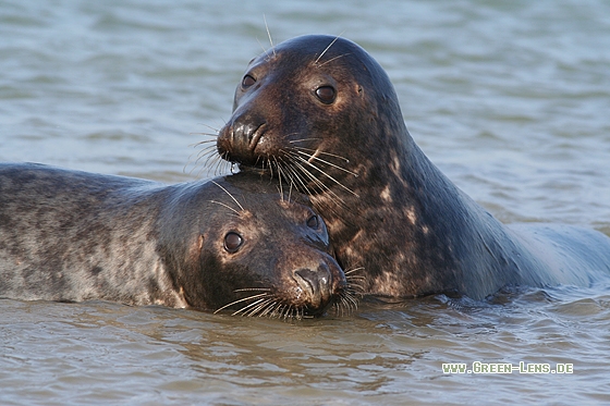 Kegelrobbe - Copyright Stefan Pfützke
