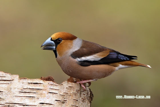 Kernbeißer - Copyright Stefan Pfützke