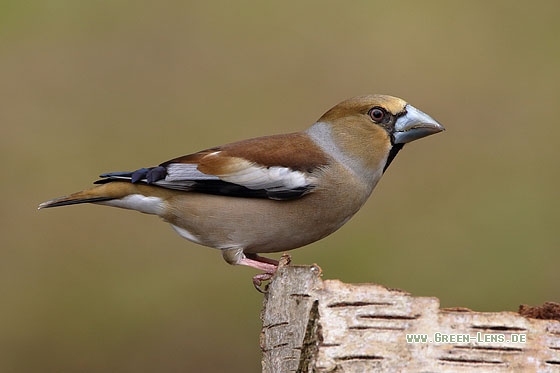 Kernbeißer - Copyright Stefan Pfützke