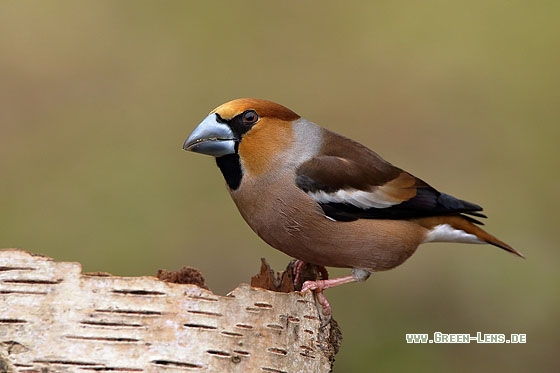 Kernbeißer - Copyright Stefan Pfützke