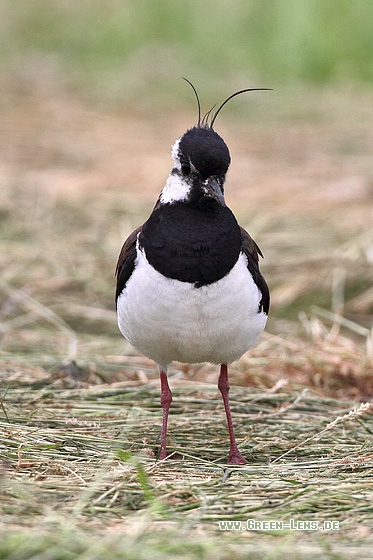 Kiebitz - Copyright Stefan Pfützke