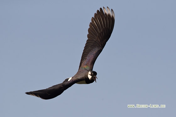 Kiebitz - Copyright Mathias Putze