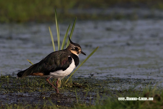 Kiebitz - Copyright Mathias Putze