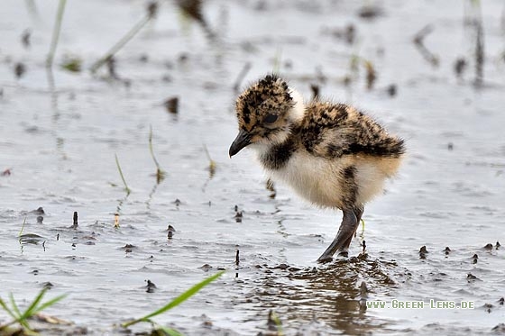 Kiebitz - Copyright Stefan Pfützke