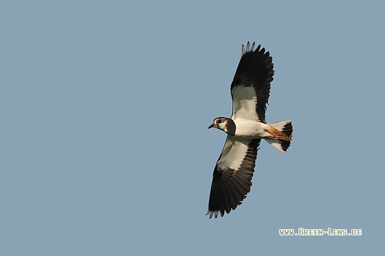 Kiebitz - Copyright Stefan Pfützke