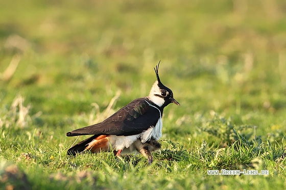 Kiebitz - Copyright Stefan Pfützke