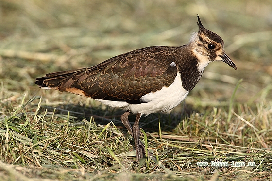 Kiebitz - Copyright Stefan Pfützke