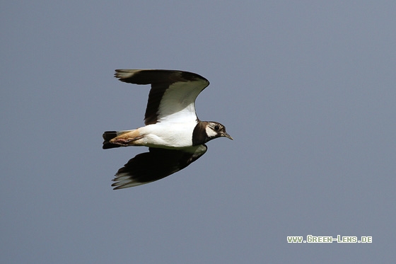 Kiebitz - Copyright Stefan Pfützke