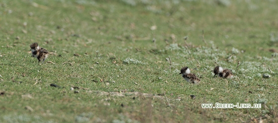 Kiebitz - Copyright Stefan Pfützke