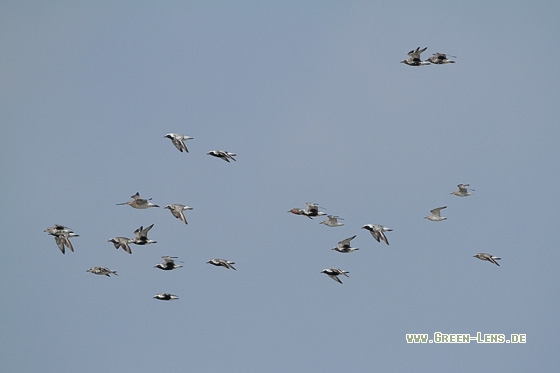 Alpenstrandläufer - Copyright Stefan Pfützke