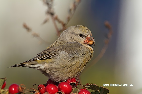 Kiefernkreuzschnabel - Copyright Stefan Pfützke