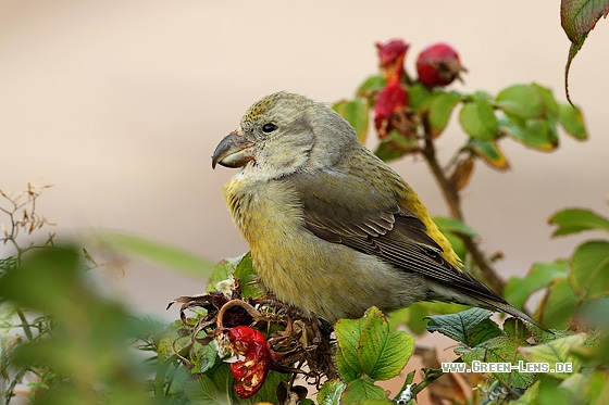 Kiefernkreuzschnabel - Copyright Stefan Pfützke
