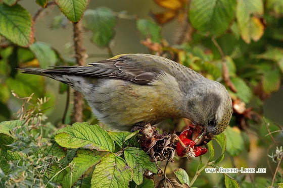 Kiefernkreuzschnabel - Copyright Stefan Pfützke