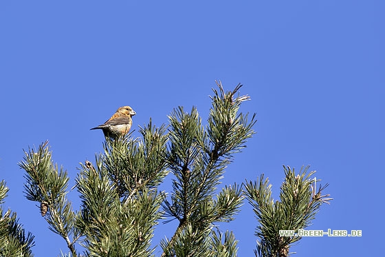 Kiefernkreuzschnabel - Copyright Stefan Pfützke