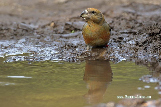 Kiefernkreuzschnabel - Copyright Stefan Pfützke