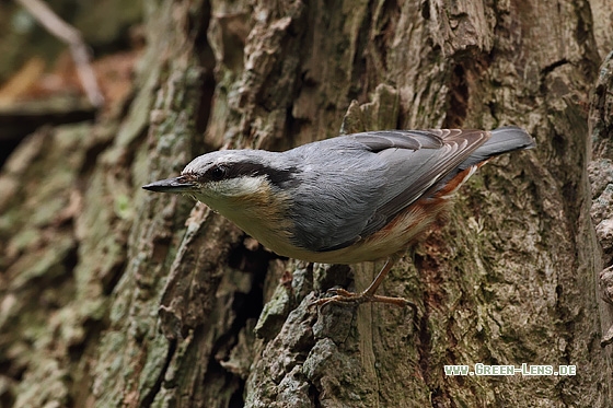 Kleiber - Copyright Stefan Pfützke