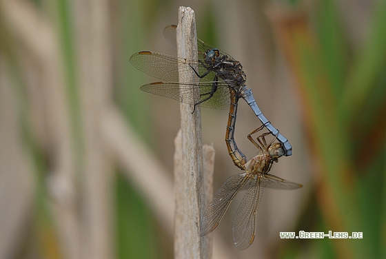 Kleiner Blaupfeil - Copyright Christian Gelpke