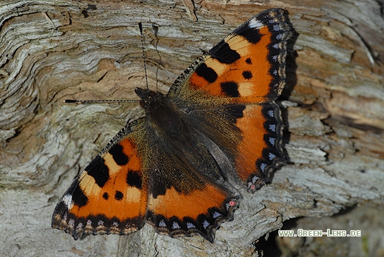 Kleiner Fuchs - Copyright Christian Gelpke