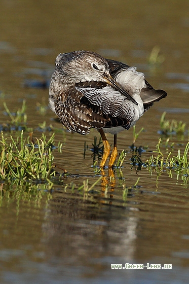 Kleiner Gelbschenkel - Copyright Stefan Pfützke