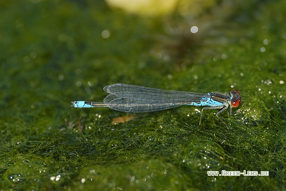 Kleines Granatauge - Copyright Christian Gelpke