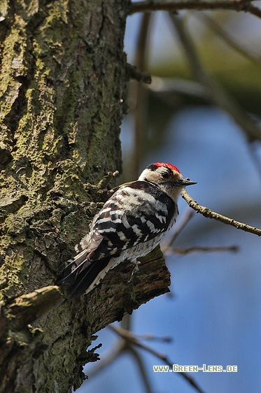 Kleinspecht - Copyright Stefan Pfützke