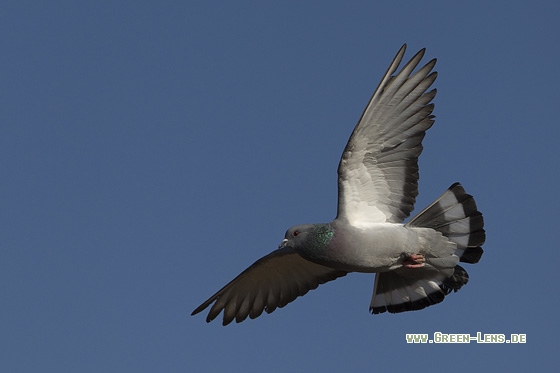 Klippentaube - Copyright Mathias Putze