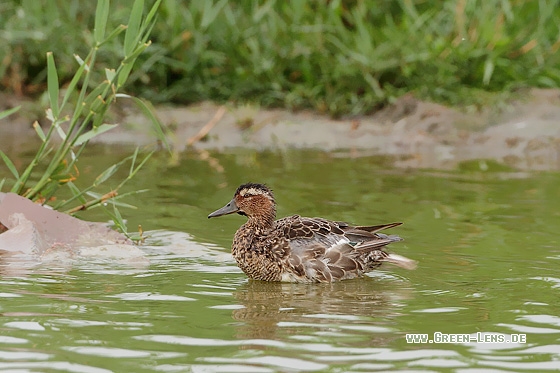 Knäkente - Copyright Stefan Pfützke
