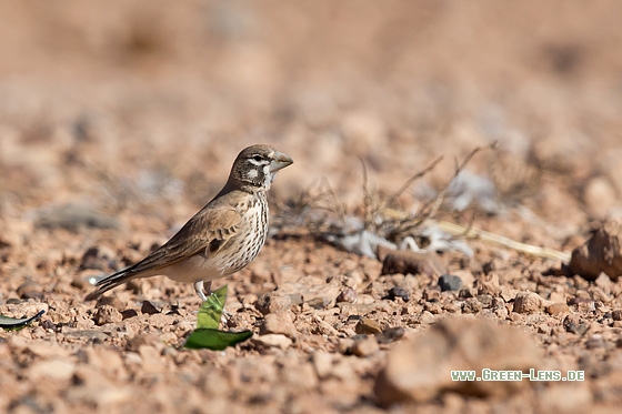Knackerlerche - Copyright Mathias Putze