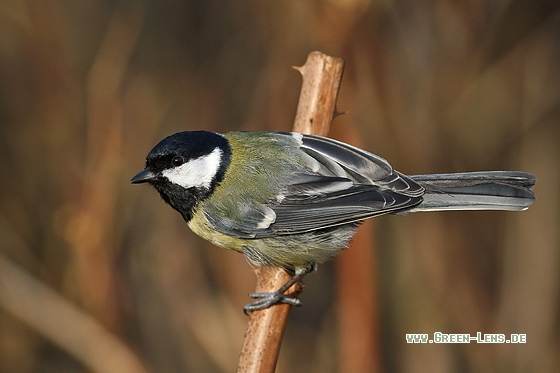Kohlmeise - Copyright Stefan Pfützke