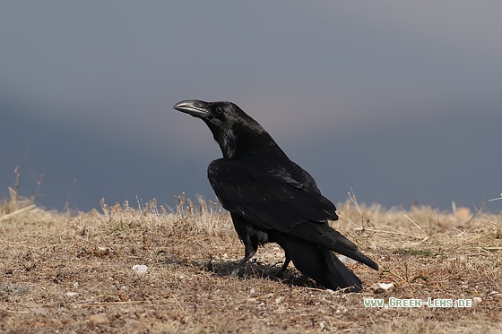 Kolkrabe - Copyright Stefan Pfützke