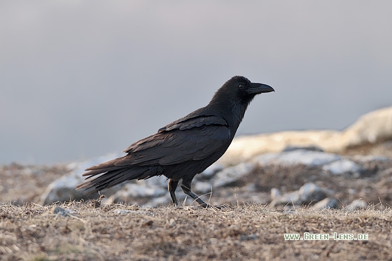 Kolkrabe - Copyright Stefan Pfützke
