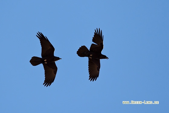 Kolkrabe - Copyright Mathias Putze