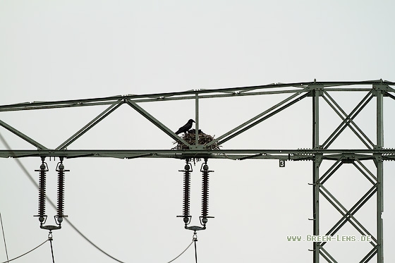 Kolkrabe - Copyright Stefan Pfützke