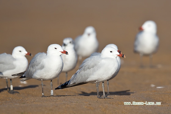Korallenmöwe - Copyright Mathias Putze