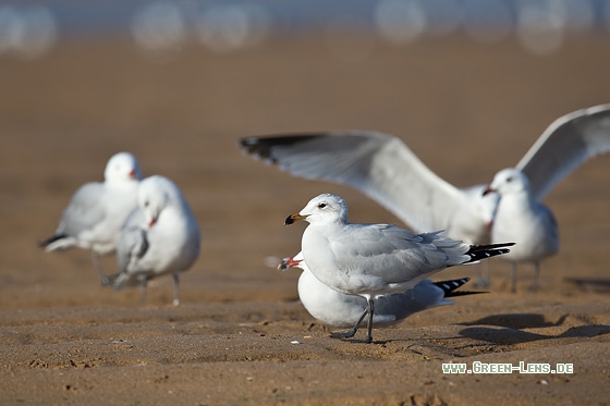 Korallenmöwe - Copyright Mathias Putze