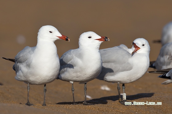 Korallenmöwe - Copyright Mathias Putze