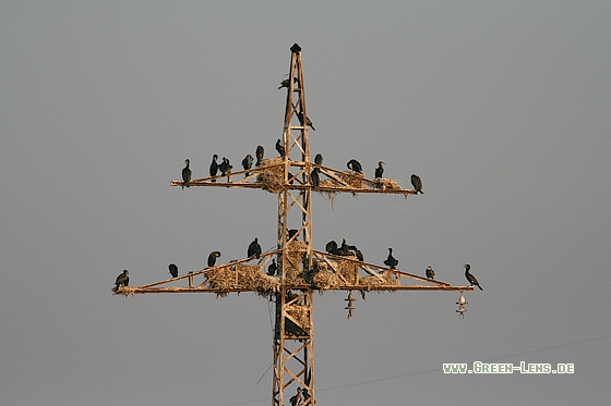 Kormoran - Copyright Stefan Pfützke
