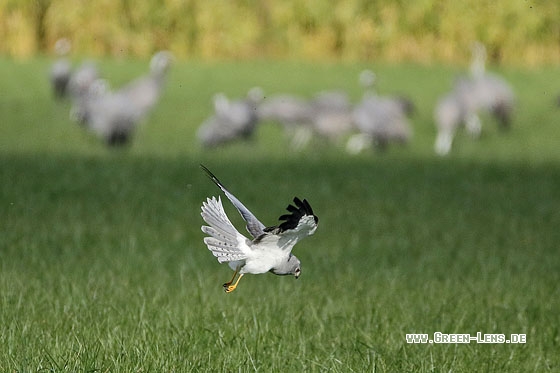 Kornweihe - Copyright Stefan Pfützke