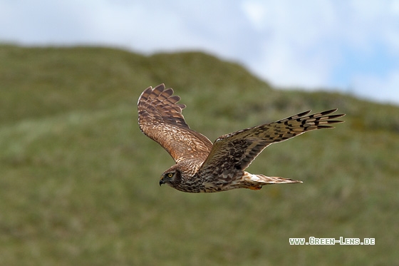 Kornweihe - Copyright Stefan Pfützke