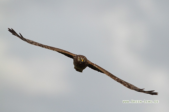 Kornweihe - Copyright Stefan Pfützke