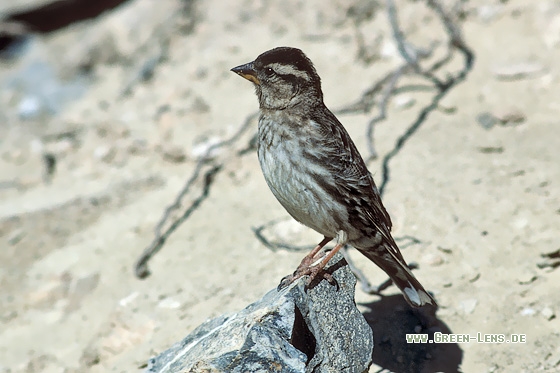 Steinsperling - Copyright Stefan Pfützke