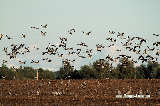 Kranich - Copyright Stefan Pfützke