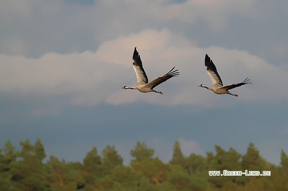 Kranich - Copyright Stefan Pfützke