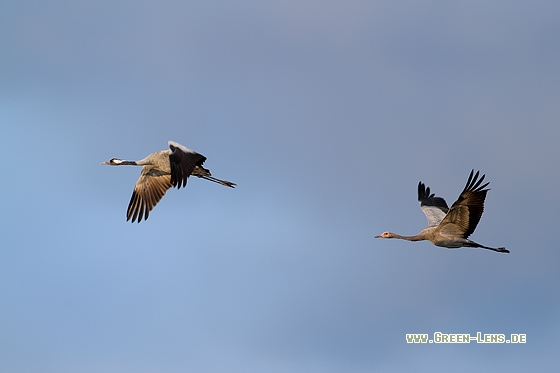 Kranich - Copyright Stefan Pfützke