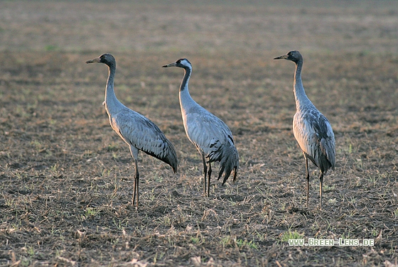 Kranich - Copyright Stefan Pfützke