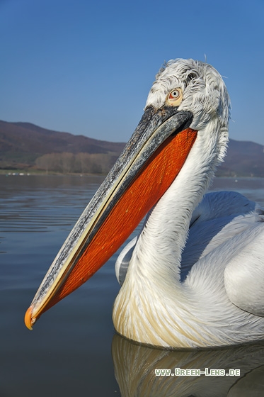 Krauskopfpelikan - Copyright Stefan Pfützke