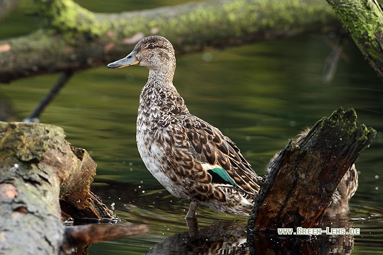 Krickente - Copyright Stefan Pfützke